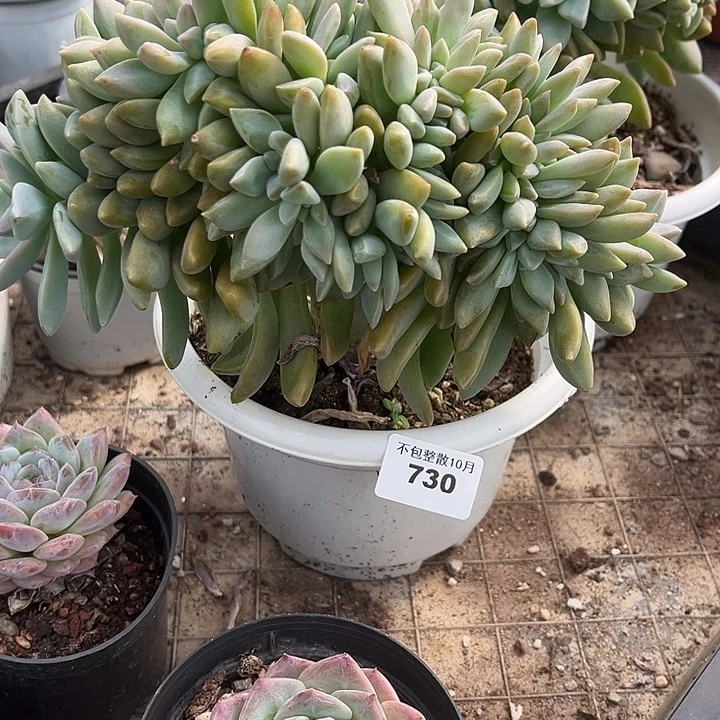 阿雅园艺。       730淡雪缀