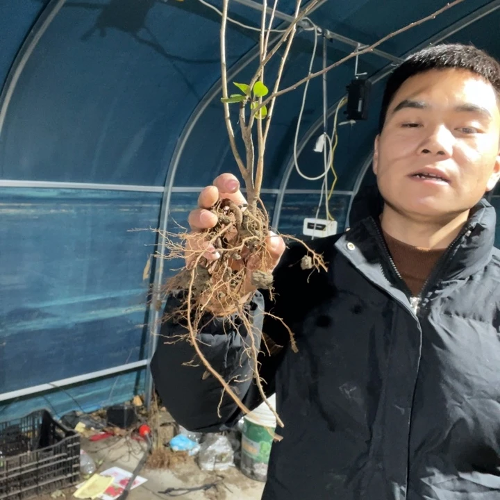 盲盒海棠花一颗苗