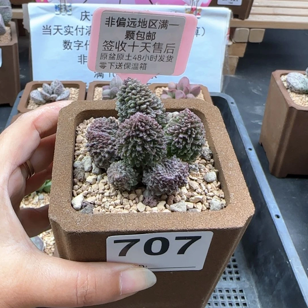707朱紫玉多肉植物
