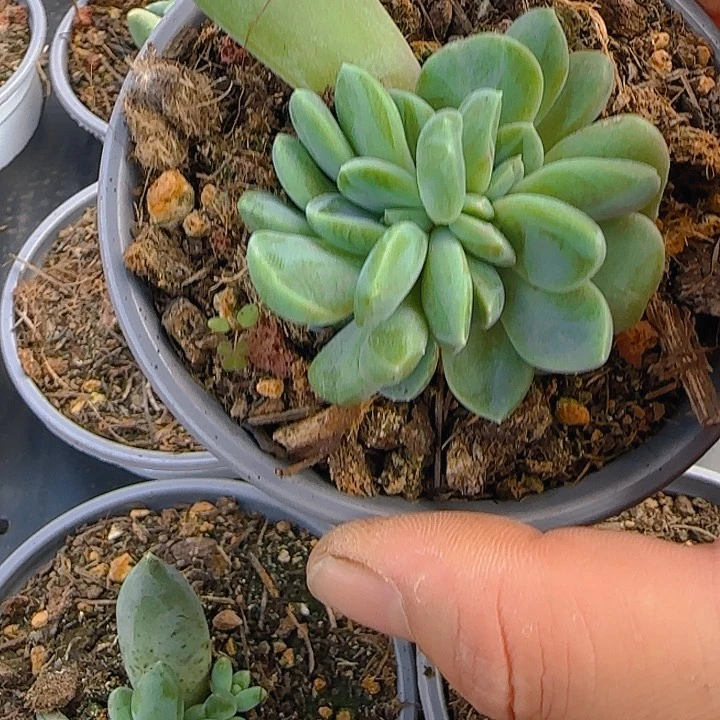 1105多肉植物冰山美人