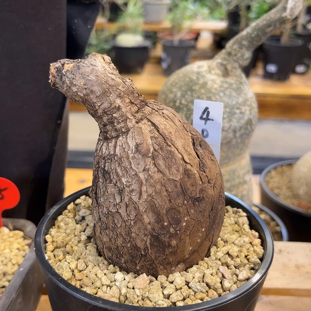 汤圆植物奇艺油柑