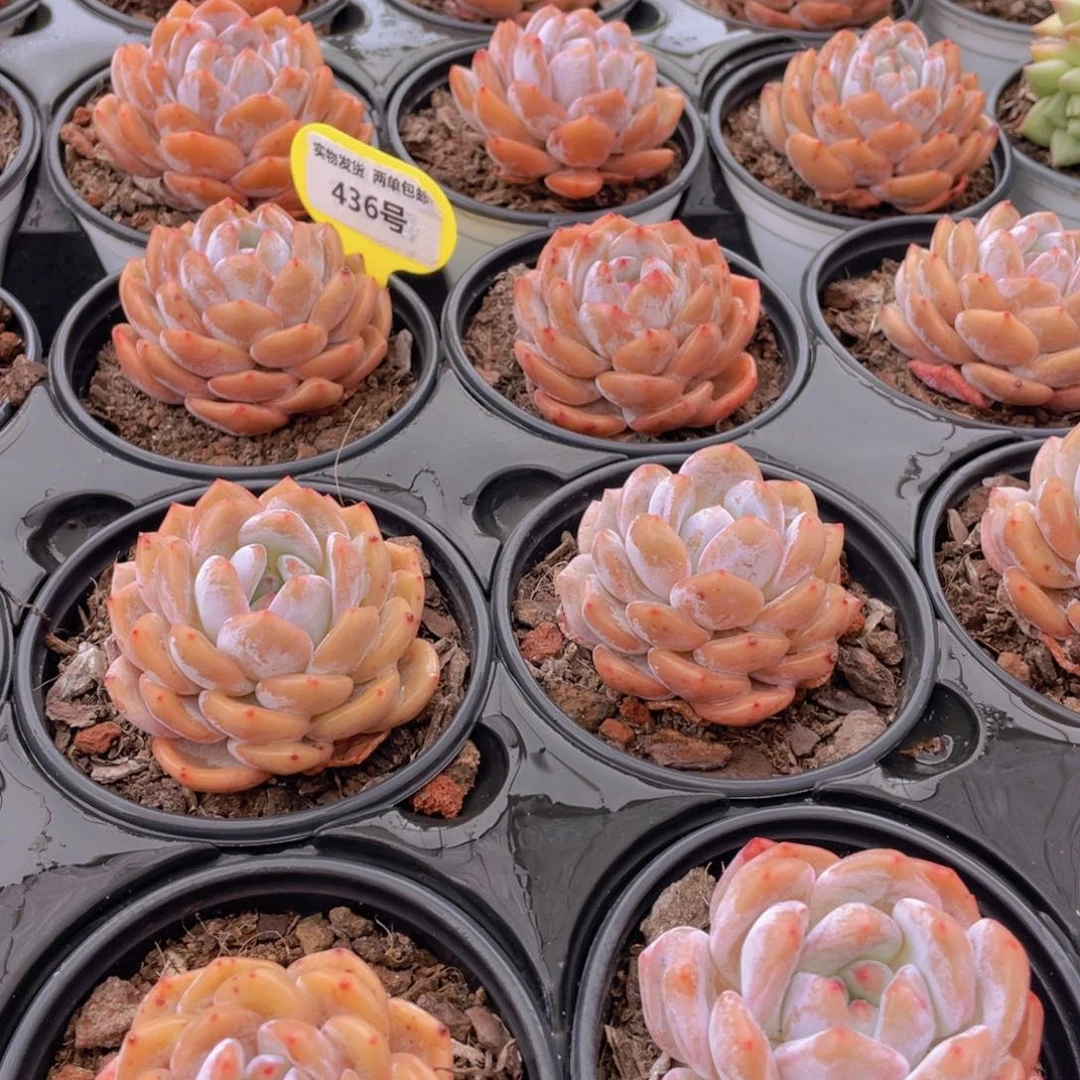 436号 开播福利果冻韩版仙女橙单头3个