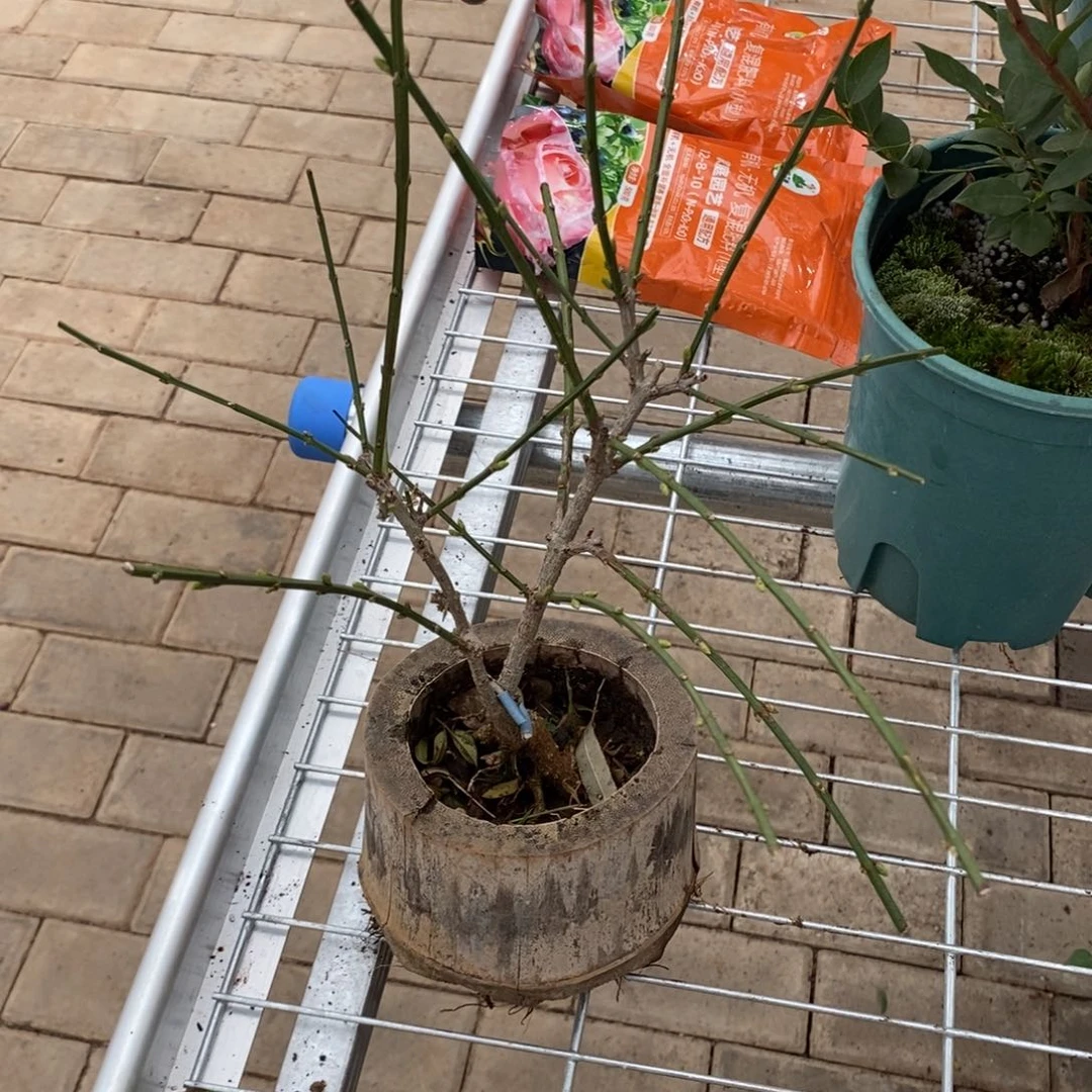 大部分开放少量花苞迎春1号