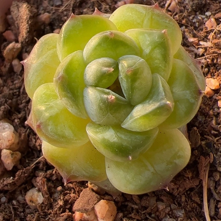 一物一拍精品糖心，尺寸不大介意勿拍