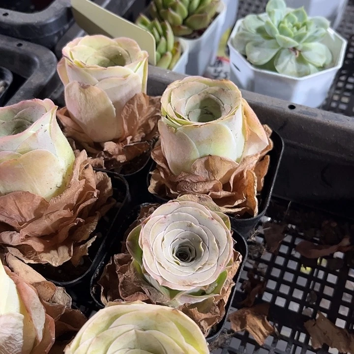 粉酒杯玫瑰带盆土发