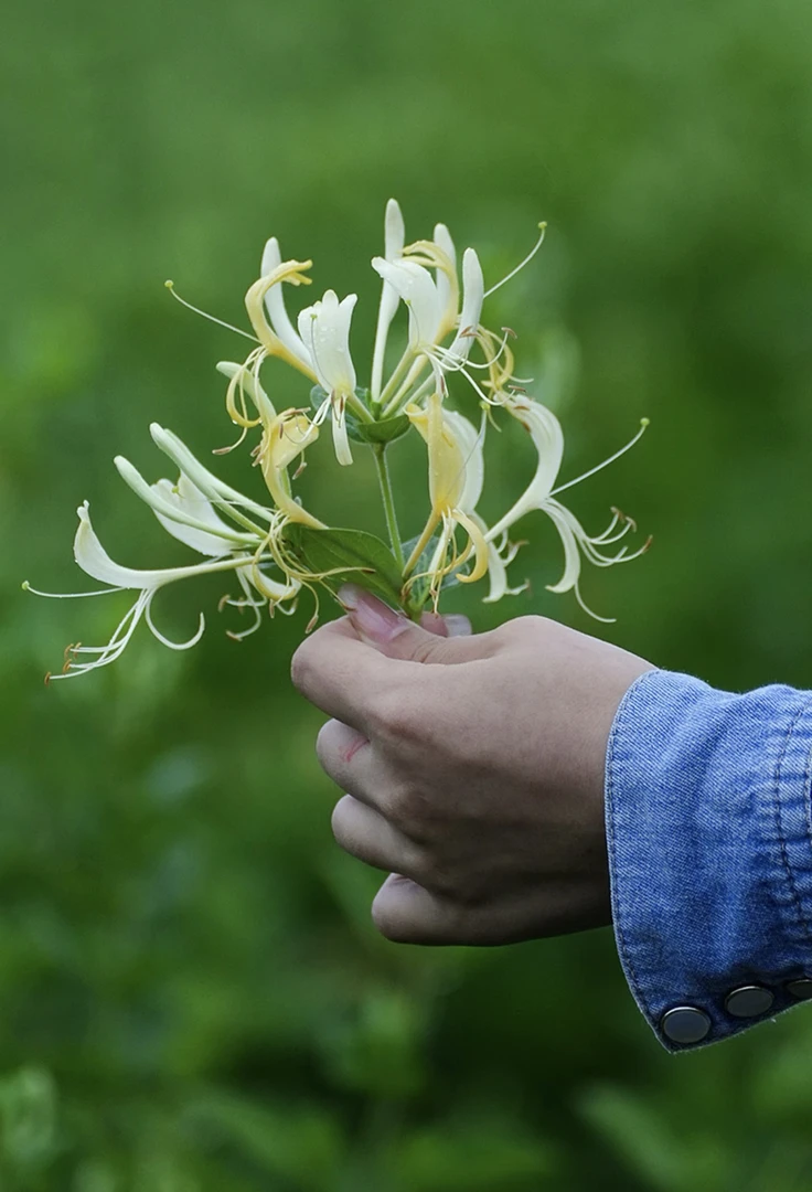 金银花产地山东聊城
