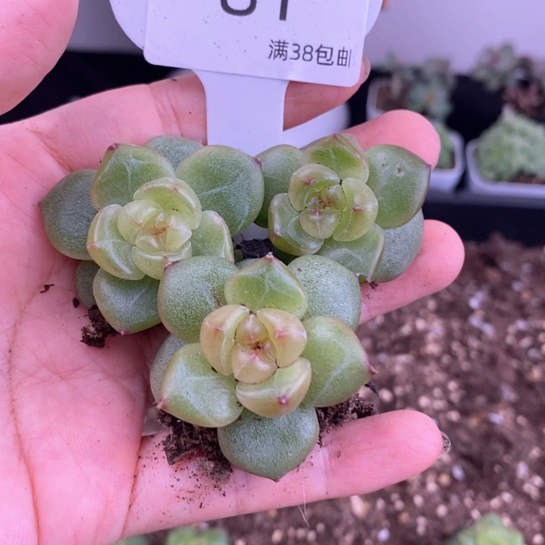 81号三颗一组珍妮发货