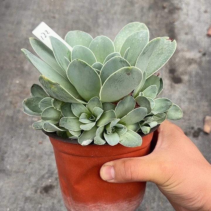 山地玫瑰一物一拍，脱土发，122号，不包断侧芽