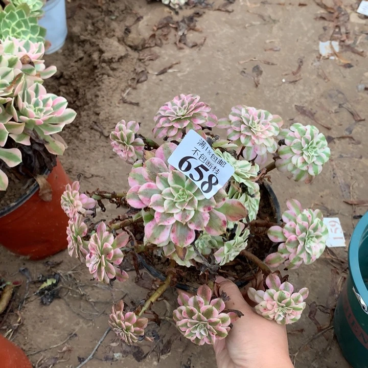 658铜壶白手捧2号