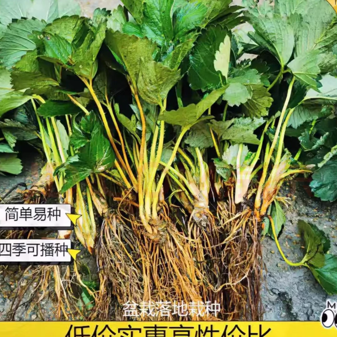 四季结果红颜草莓苗可盆栽地栽适合阳台室内外种植