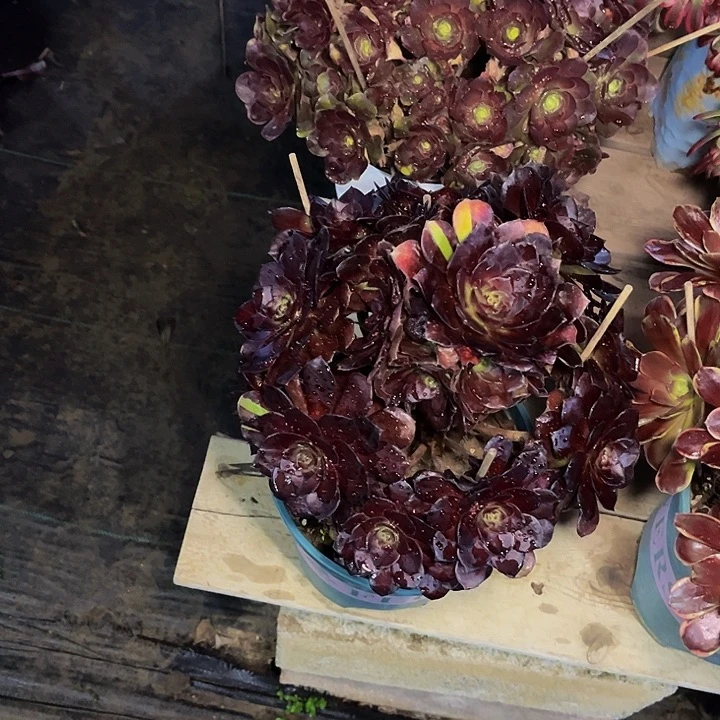 黑骑士黑骑士0025