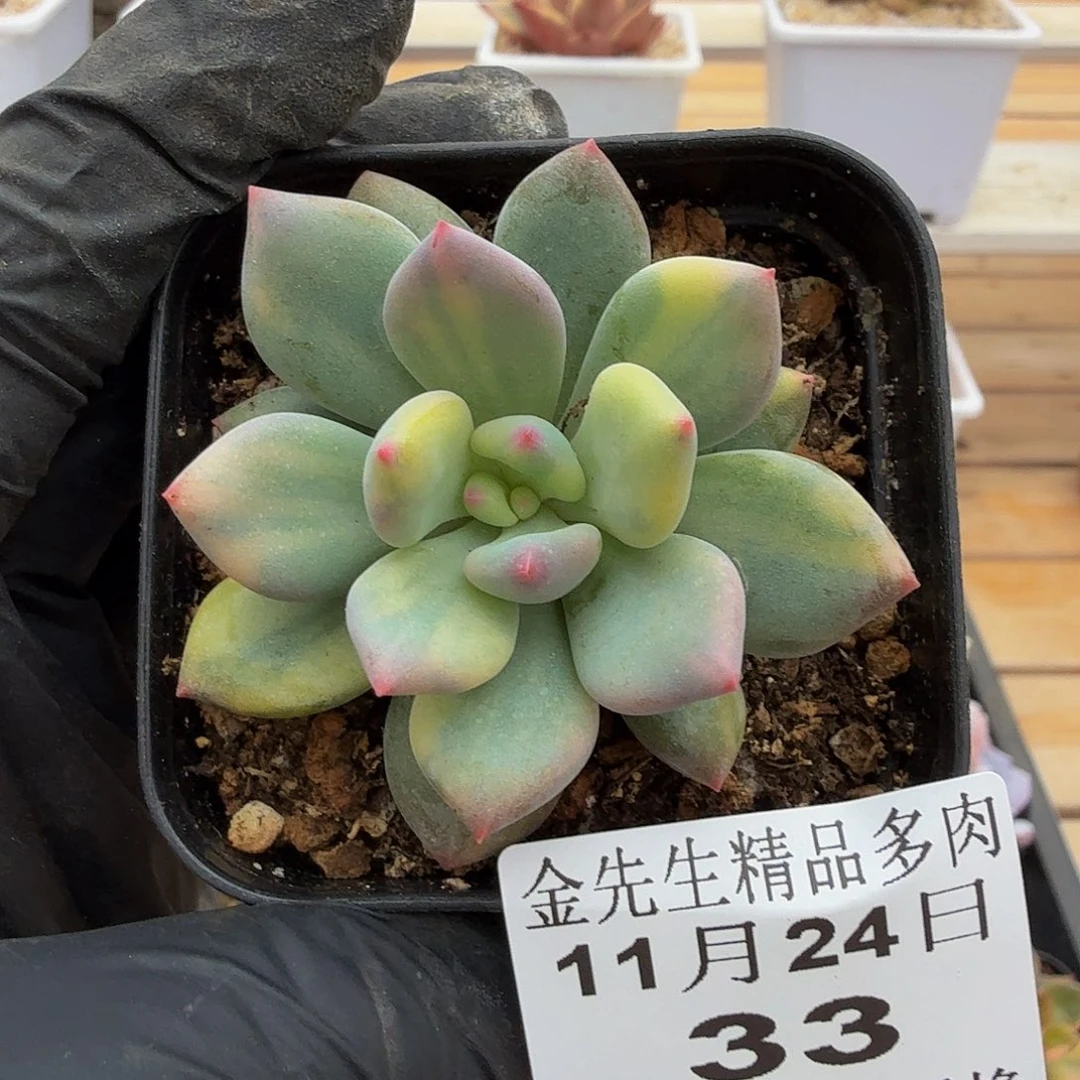 1124-33可爱手指锦