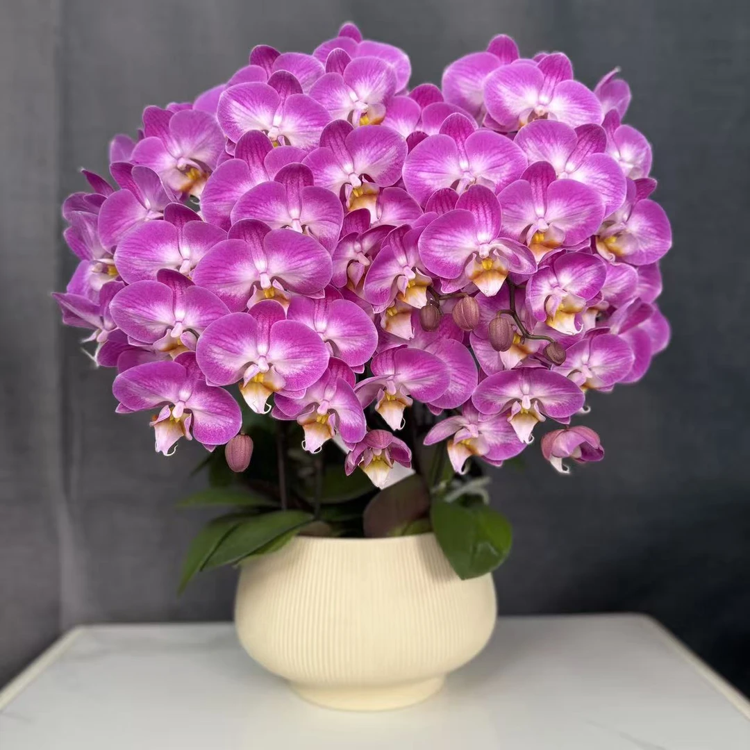 蝴蝶兰【雪山飞狐】紫色稀有品种花卉高端渐变色带花苞基地直发