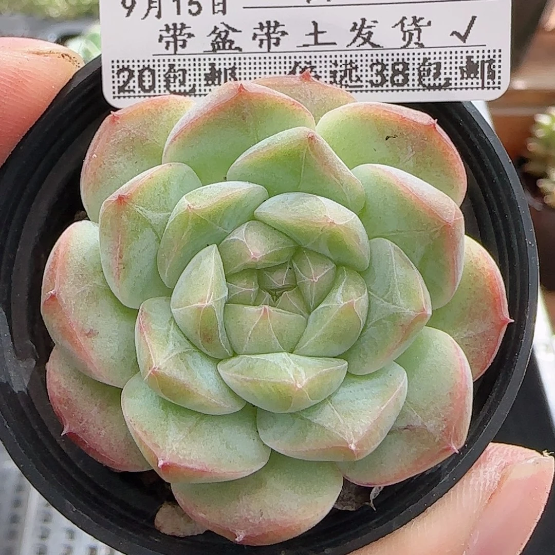 多肉0915--282福利