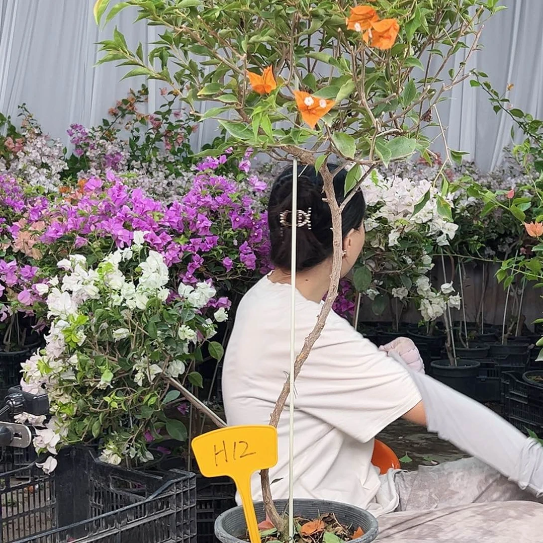 এ***忧完全开放H12橙桑巴