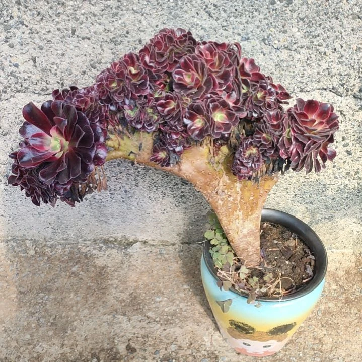 m***杨多肉法师锦美杜莎缀化