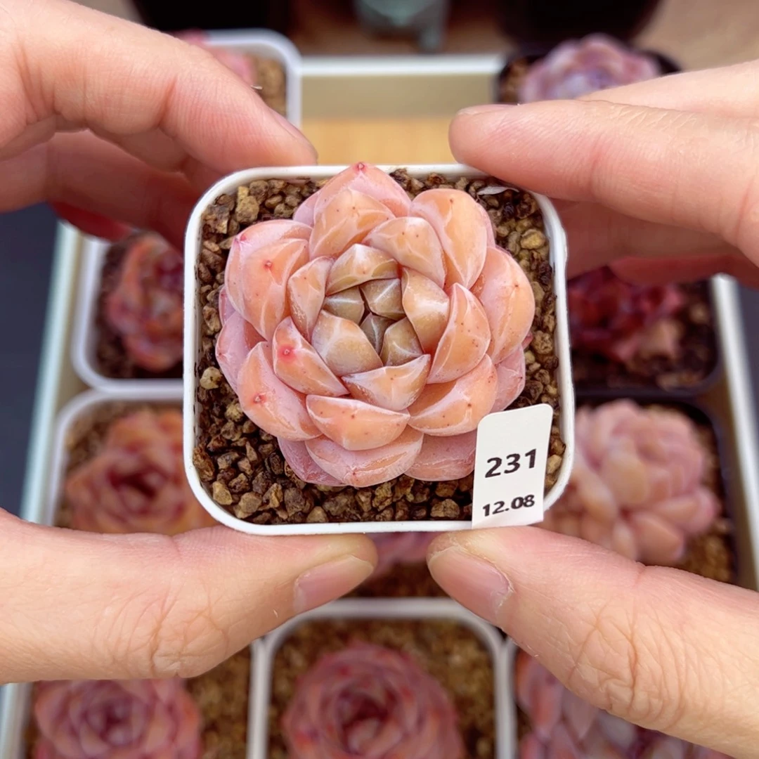 好好看231、哈哈哈哈