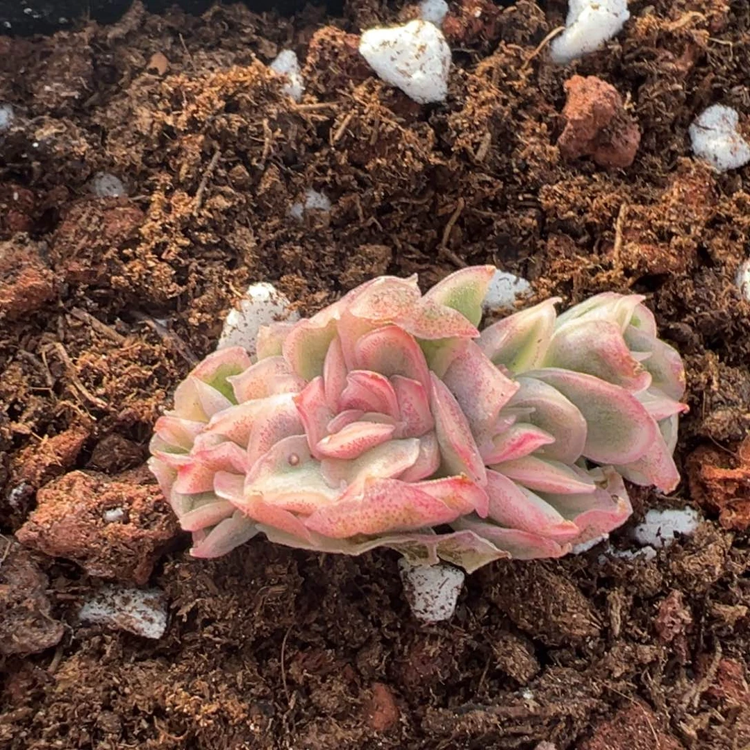 东云锦小缀化，覆轮锦