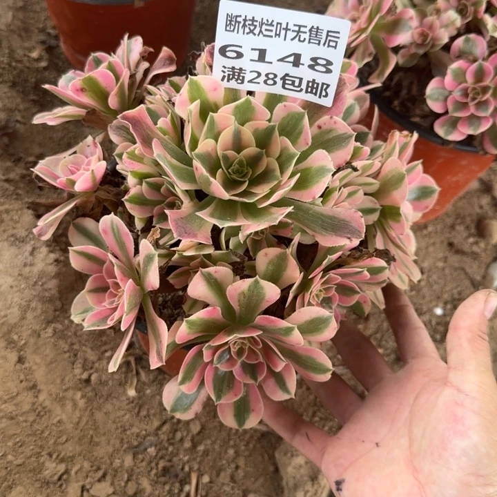 6148二号棚粉女巫D