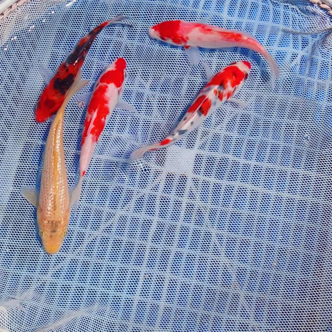 锦鲤锦鲤观赏鱼888