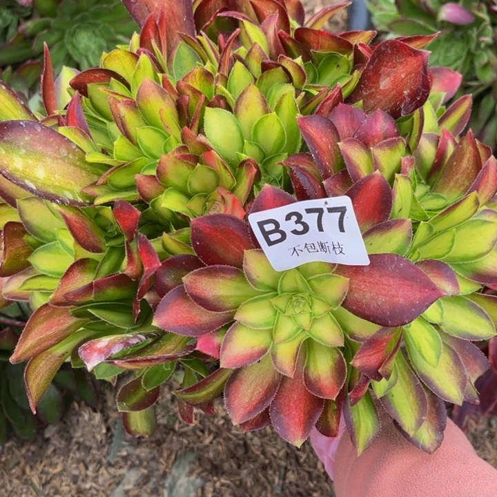 377韶华多肉法师不包断枝