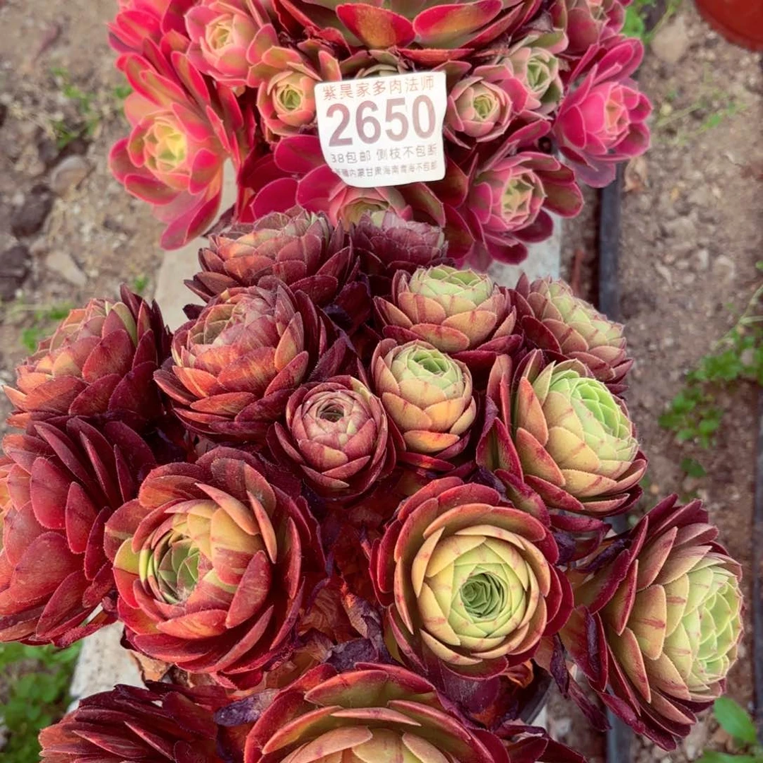 1棚法师0000002650两颗