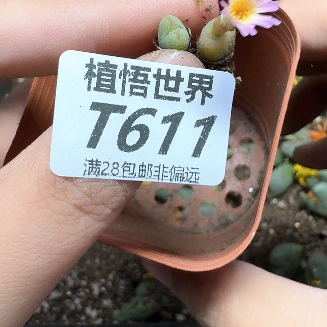 多肉植物的动作rgbb