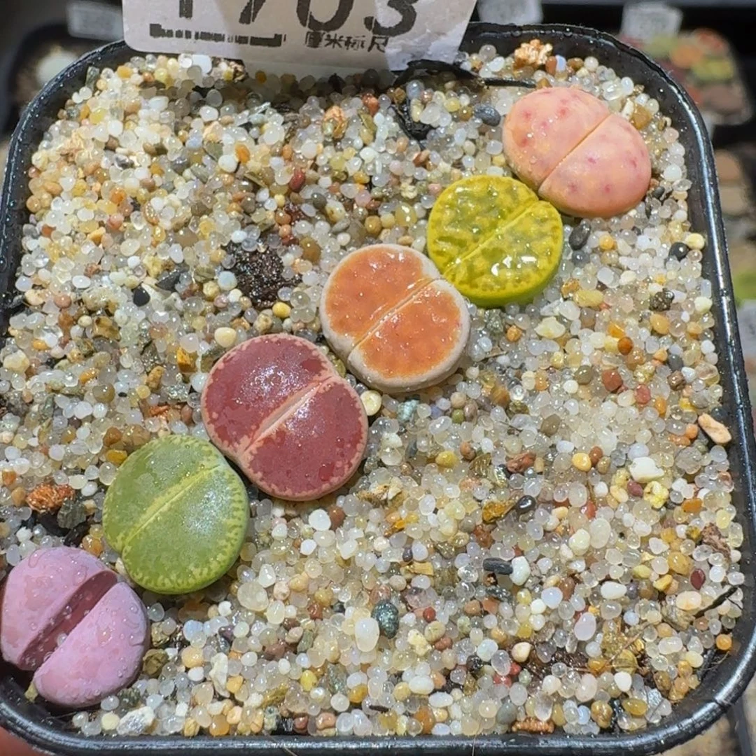 Ssssss精品生石花1703
