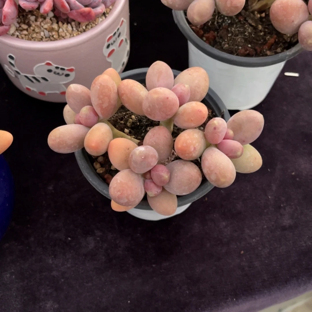 鸽***窝糖果美人 十公分 带盆