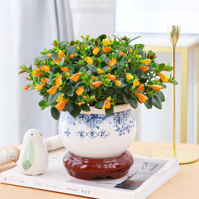 金鱼吊兰盆栽大金鱼花室内开花植物阳台桌面垂吊花卉四季常青绿植