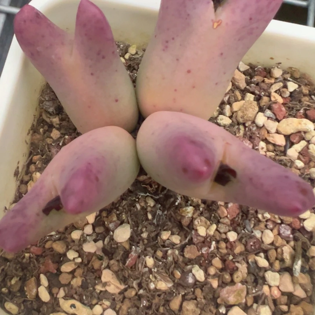 用****3专拍专拍 肉锥植物