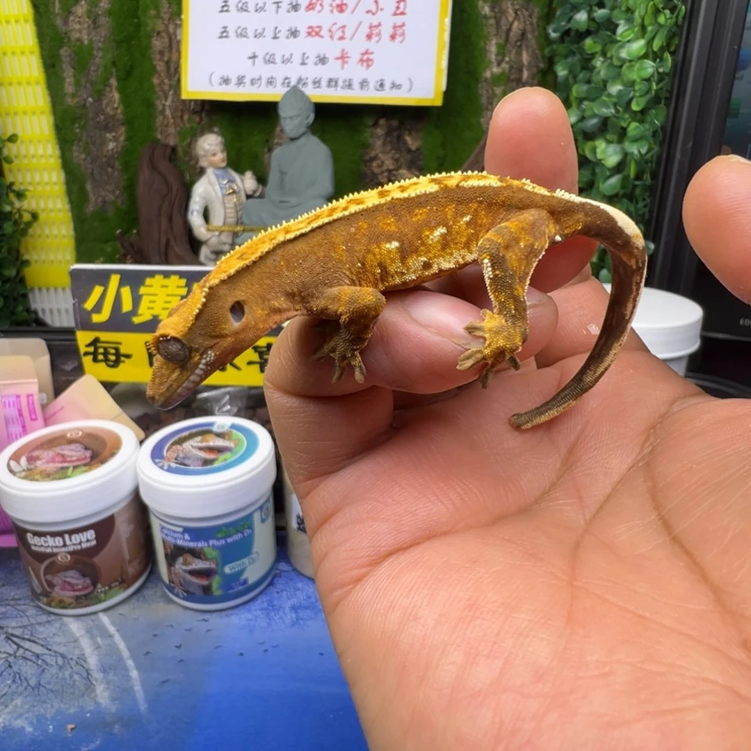 睫角守宫奶油三色