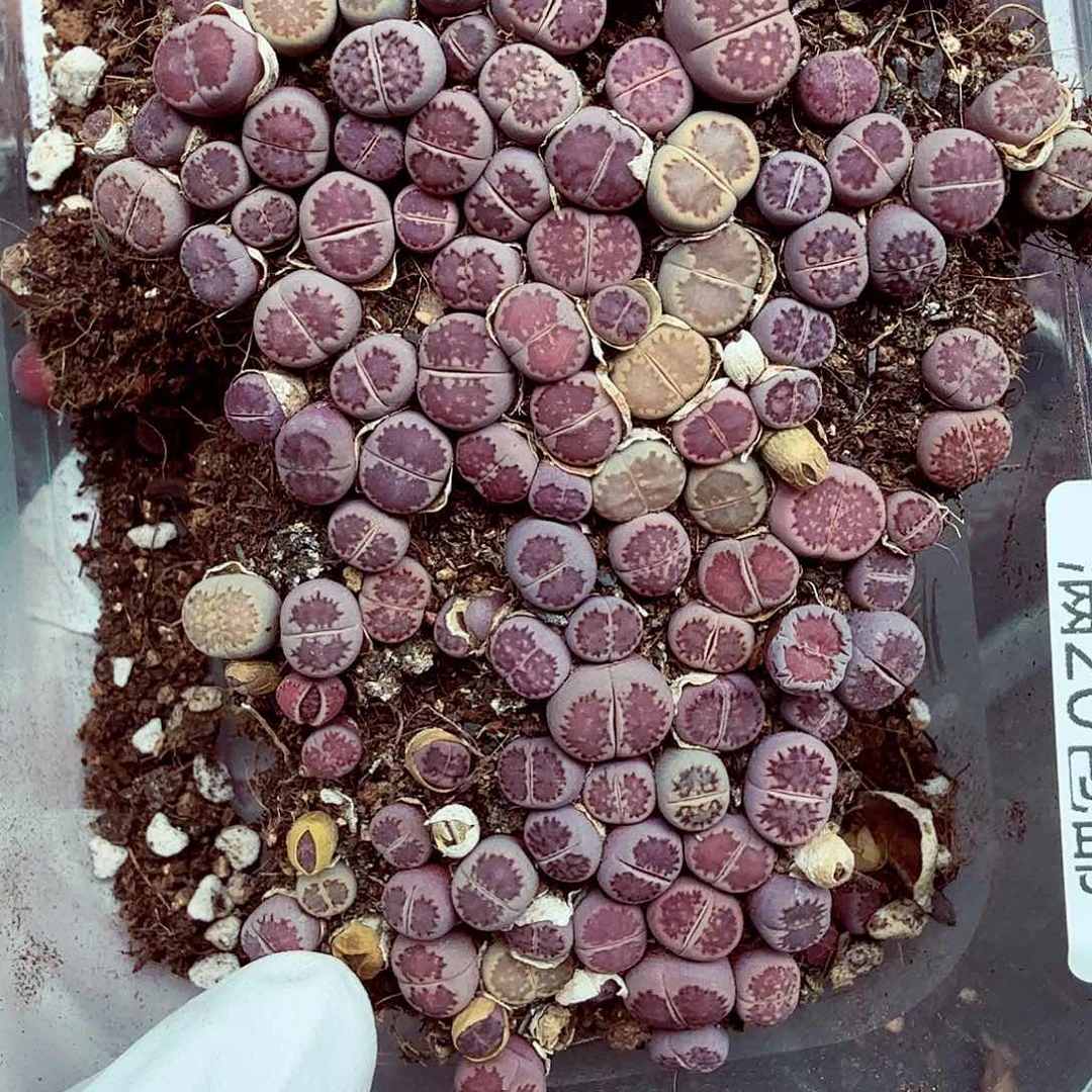 你说是的啊不对498