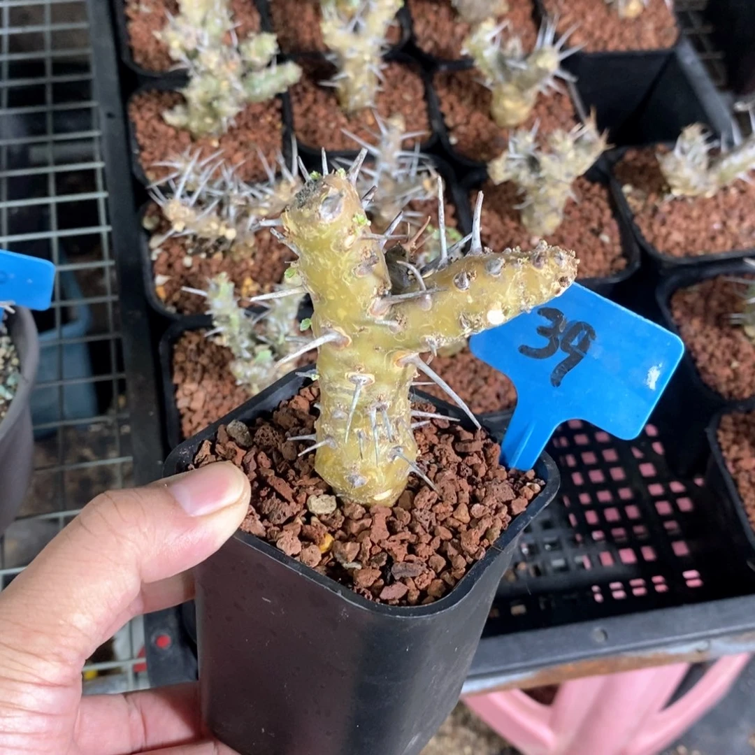 产地格思龙骨葵多肉植物