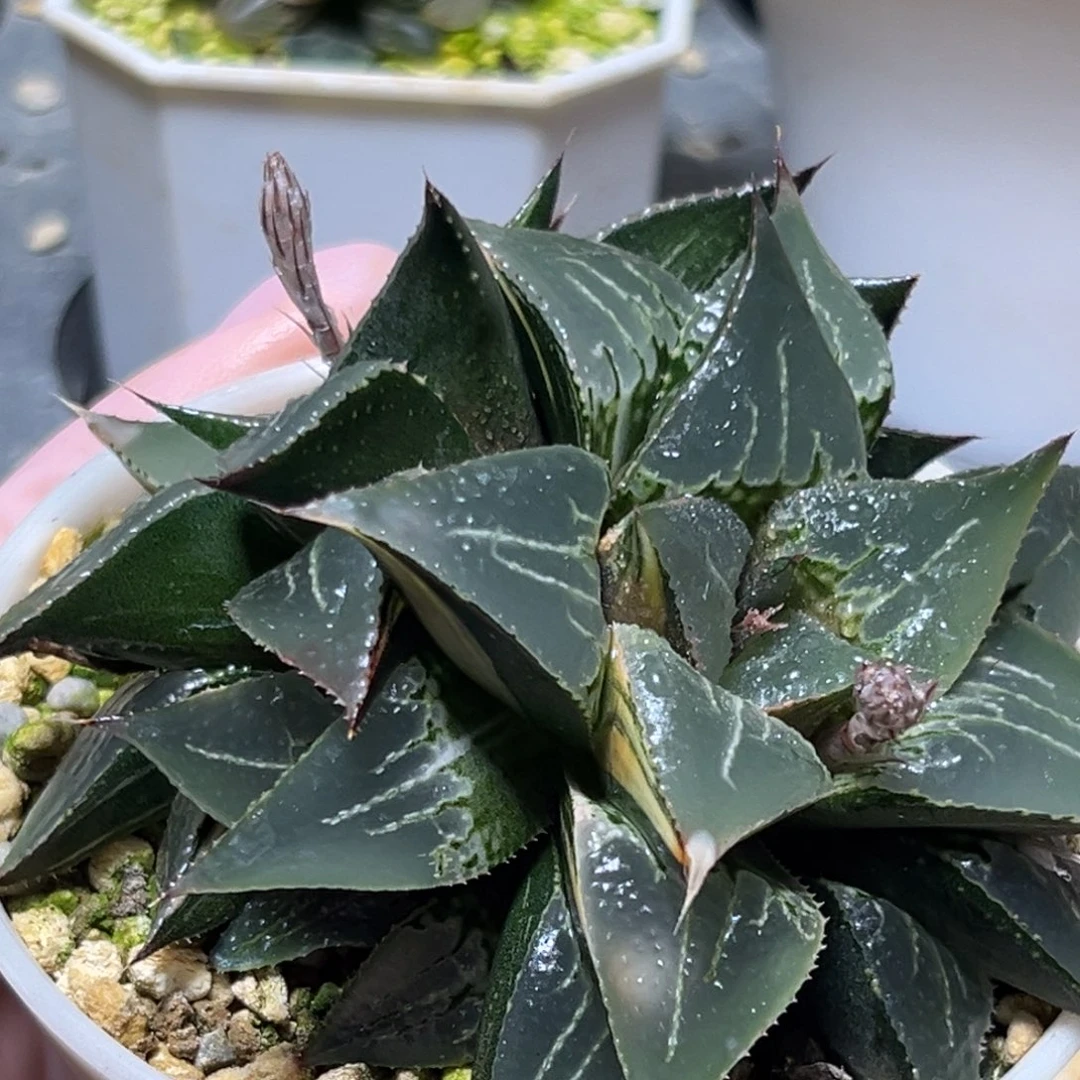 恭喜发财大吉大利599