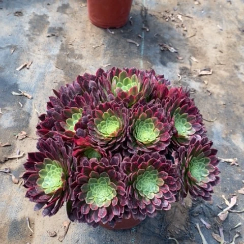 朝霞多肉植物016