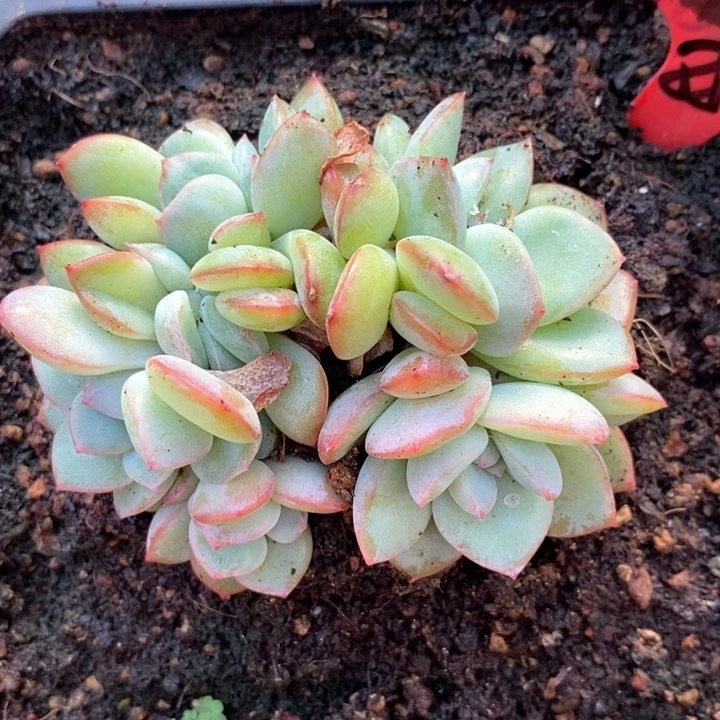 柔**意我是真的很喜欢