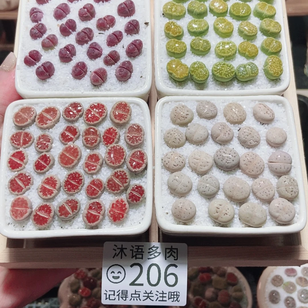 这****一物一拍 所见即所得206