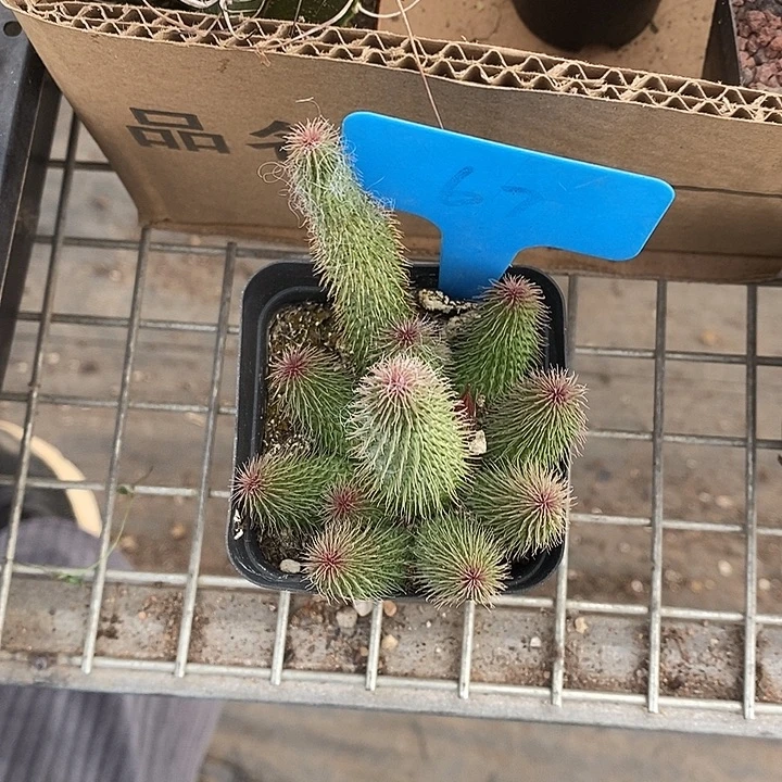 漂亮仙人球一物一拍