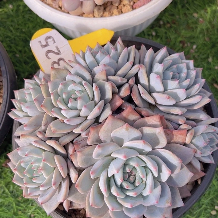 健健康康平平安安