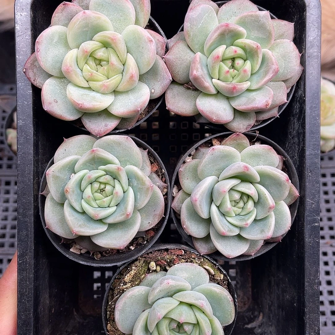 多肉一物一拍30-193