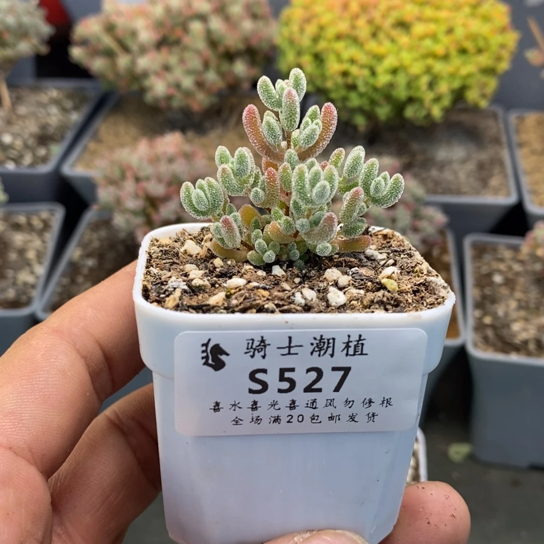 527实生精控优选冰晶