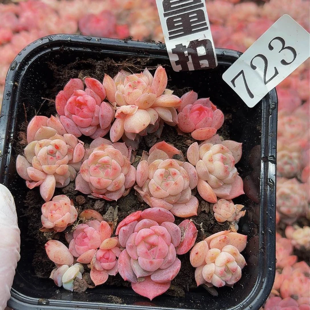 多肉植物多肉植物723量拍