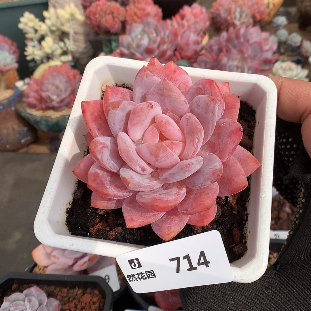 714仙女橙多肉植物6666