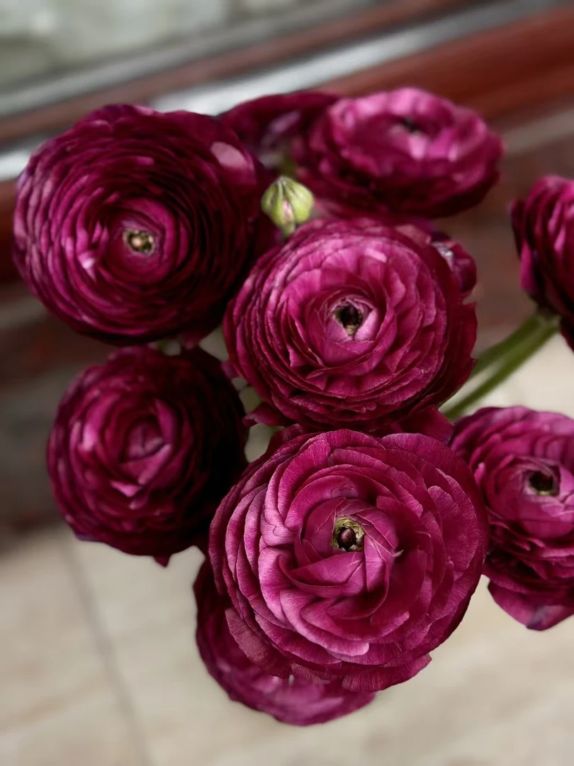 葡萄紫紫洋牡丹一把   云南基地鲜花     基地直发