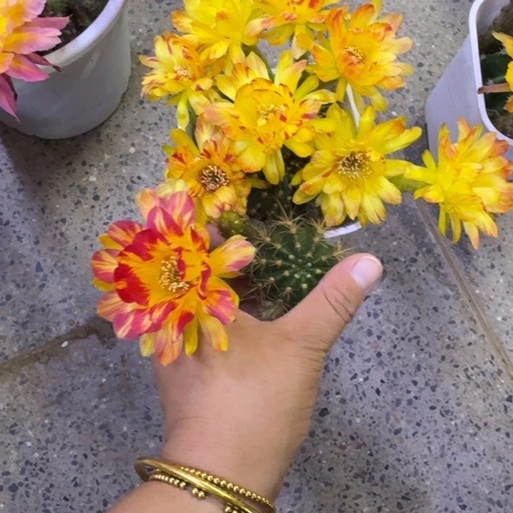 334丽花大乔歪无根侧牙3公分左右，20包邮