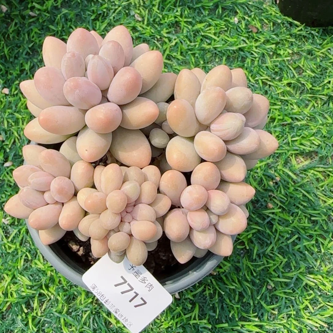 粉色恋人缀化，7717多肉植物