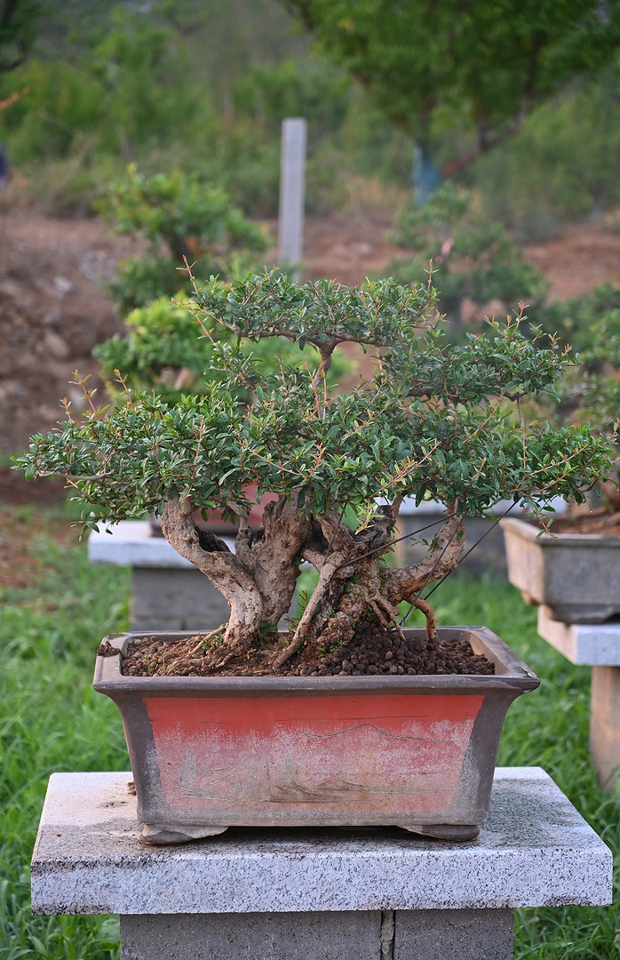 庭院绿植，盆栽，下单以截图为准
