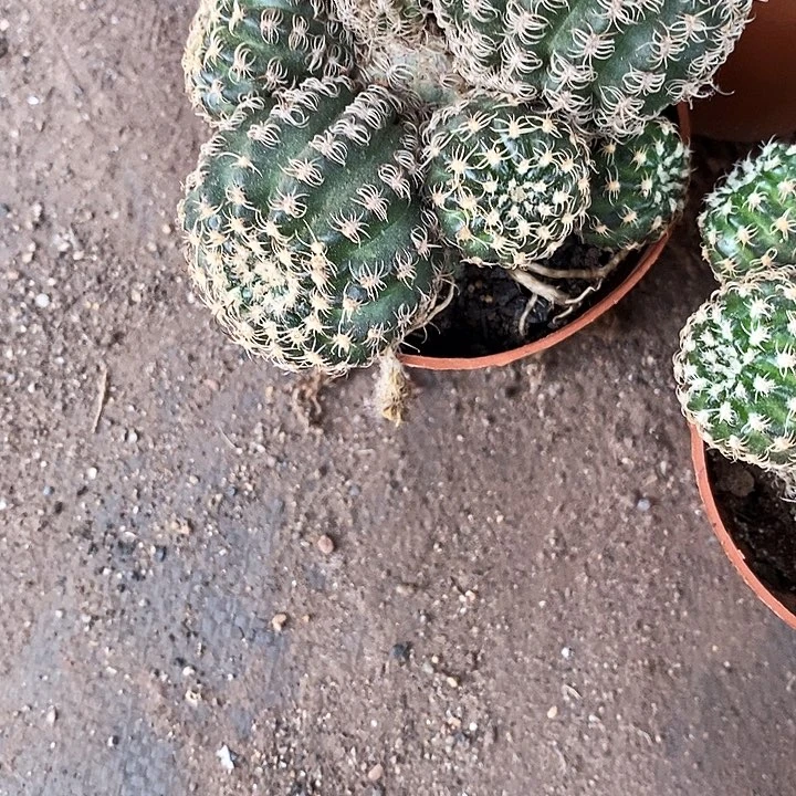 清货瑕疵干巴魅影24677788