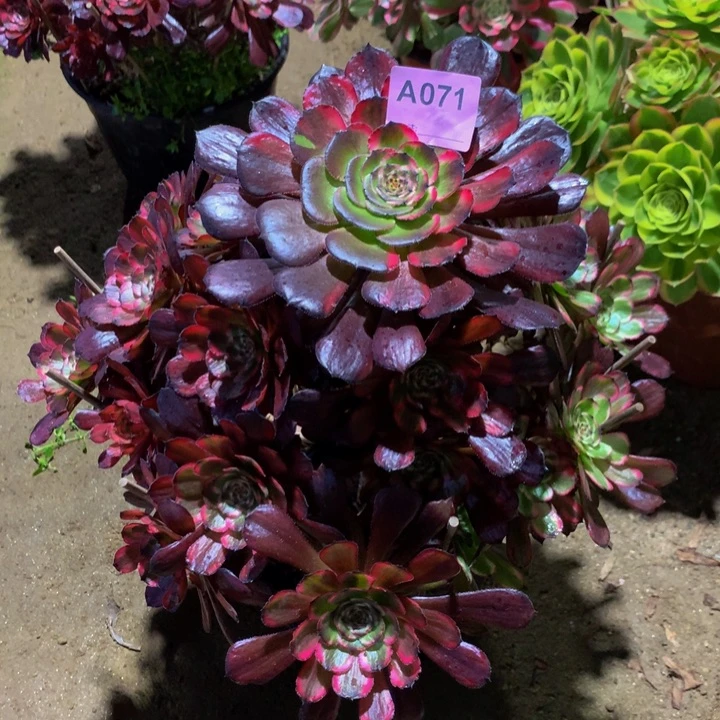 无花朵女儿红071000000